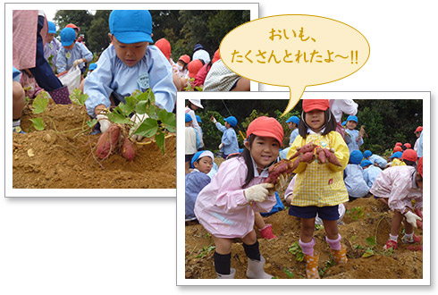 お芋掘り写真