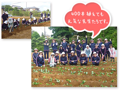 さつまいも植え写真